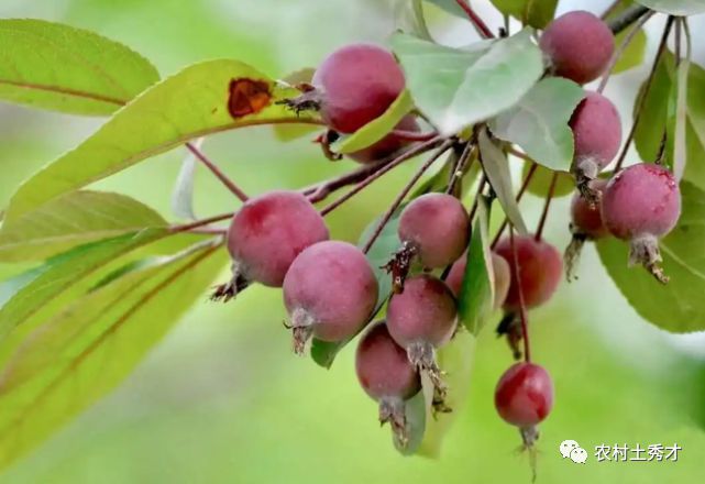 路边常遇到的像“小苹果”的野果它到底能不能吃？为什么？(图3)