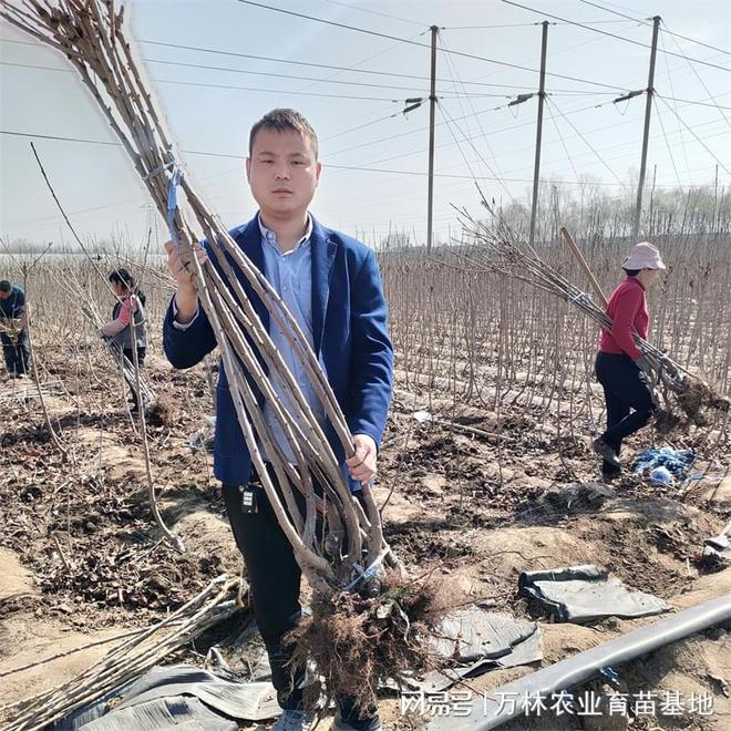 罗亚理樱桃苗：早熟高产硕果累累花期繁盛(图3)