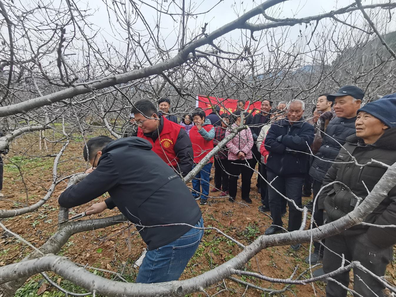 三门峡市果品产业科技特派员服务团举办大樱桃冬季管理技术培训会(图3)