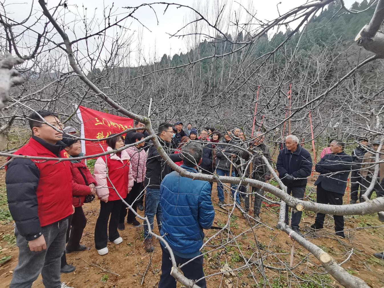 三门峡市果品产业科技特派员服务团举办大樱桃冬季管理技术培训会(图4)