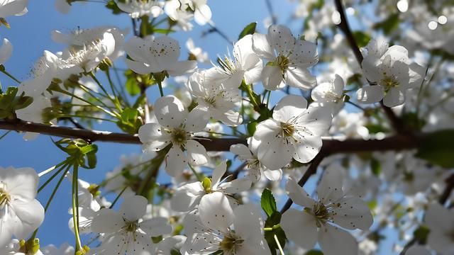 樱桃树和樱花树是一种树吗？它们有哪些不同的地方(图2)