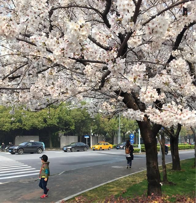 樱桃树和樱花树是一种树吗？它们有哪些不同的地方(图3)