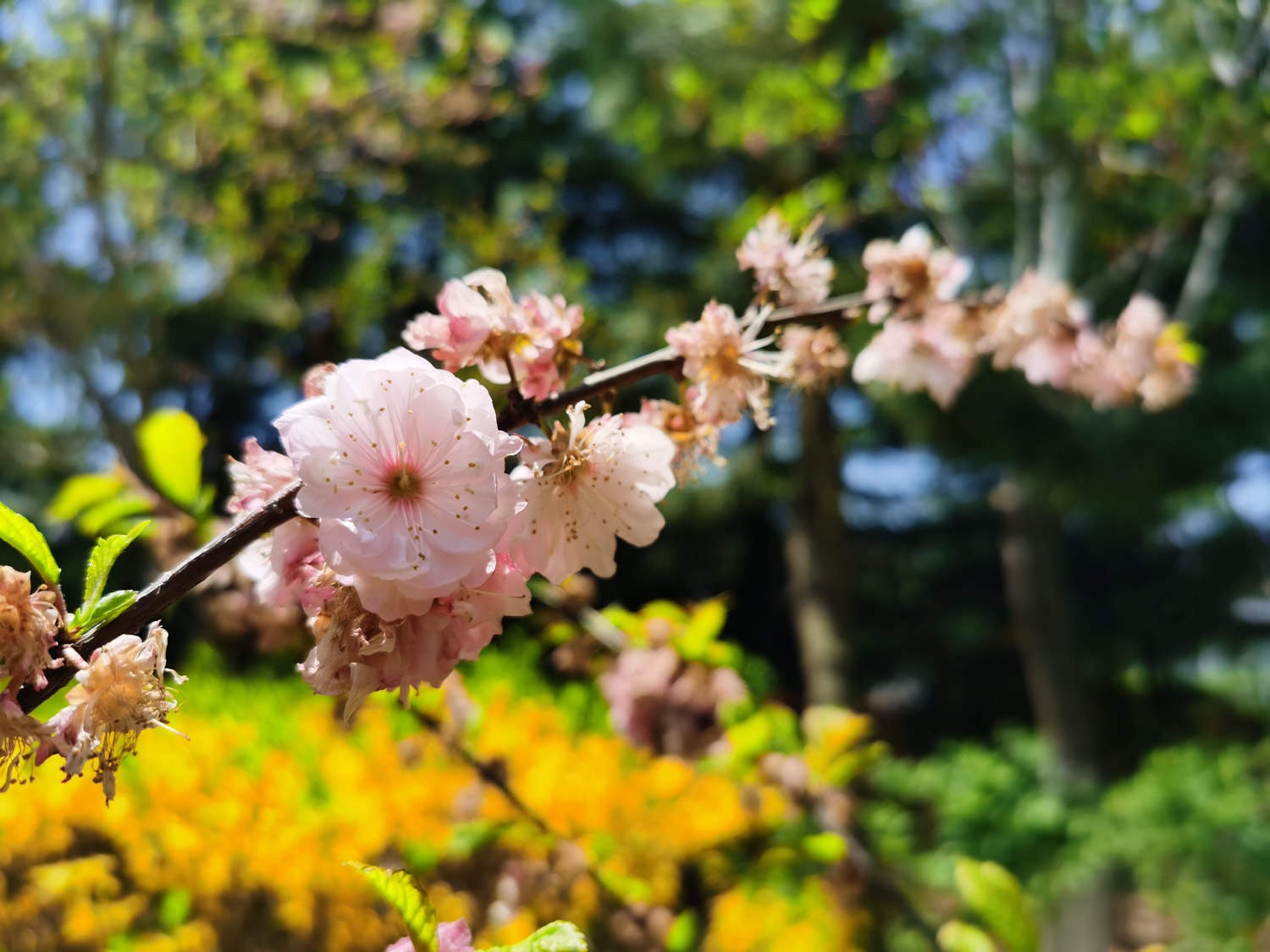 樱桃树和樱花树的区别(图2)