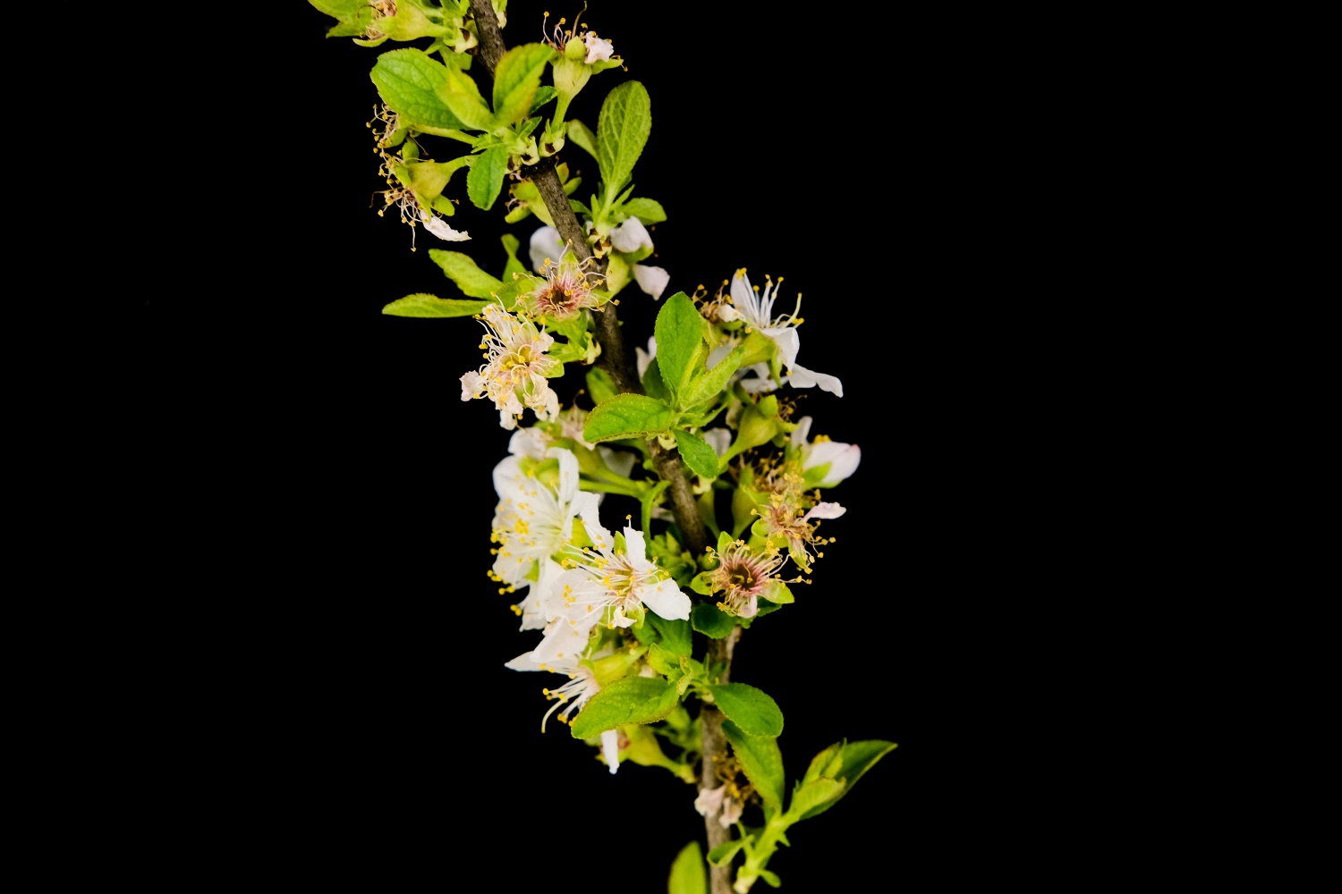 樱桃花和樱花的区别是先开花还是先长叶(图3)