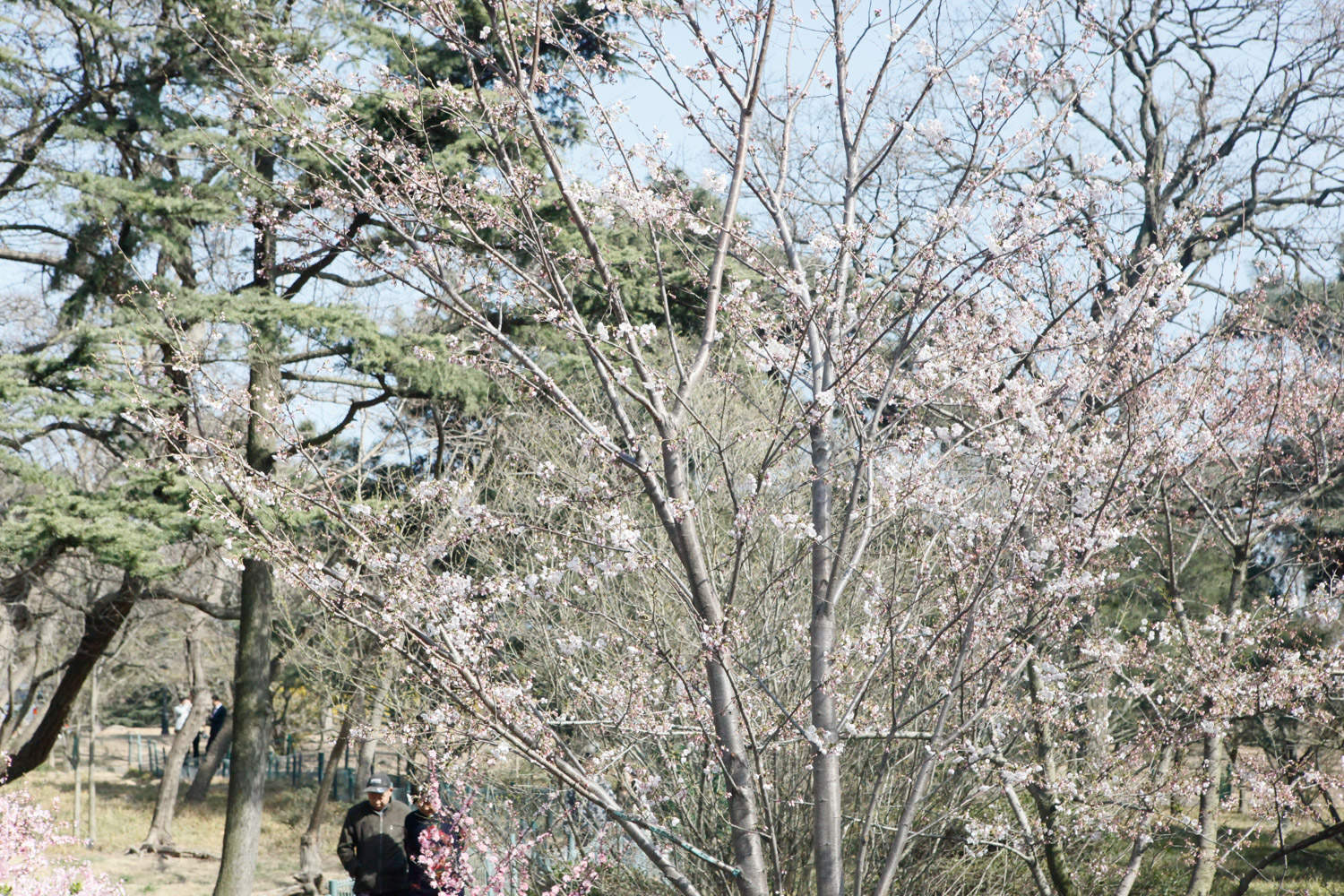 樱桃花和樱花的区别是先开花还是先长叶(图1)